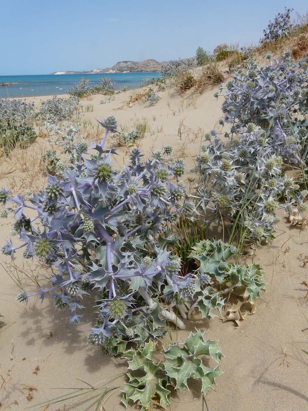 Eryngium maritimum / Calcatreppola marittima